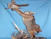 Chukar & Bobcat